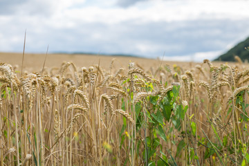 Ein reifes Weizenfeld mit dunklen Wolken