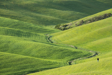 Fototapeta na wymiar Green meadows in the Val d'Orcia, Tuscany. Val d'Orcia landscape in spring. Cypresses, hills and green meadows near San Quirico d'Orcia, Siena, Tuscany, Italy