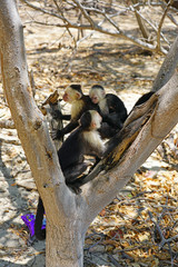 A baby white-headed capuchin monkey (cebus capucinus) on his mother’s back on a tree branch in Peninsula Papagayo, Guanacaste, Costa Rica