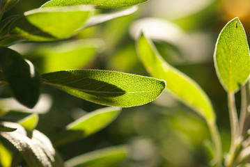 Bumpy Sage Leaf
