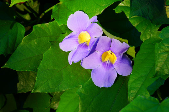 Tropical blue trumpet vine flower (thunbergia laurifolia) or Laurel Clockvine