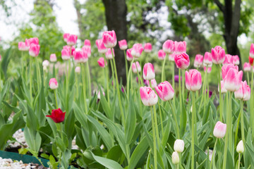 Spring tulips bloom in the park