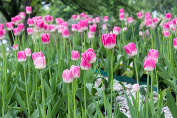 Pink tulips bloomed in the park