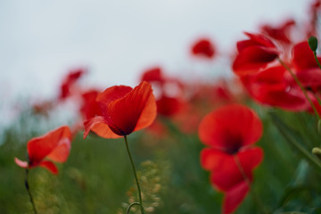 Fototapeta na wymiar Red poppy flowers. Poppy flowers in the near of munich bavaria germany - Mohnblumen