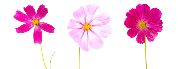 Cosmos flowers isolated on white background. Summer floral background.
