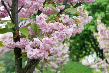 Springtime, sakura bloom.