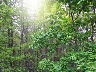 The oak trees after the rain in the spring