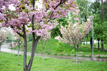 Springtime, sakura bloom.