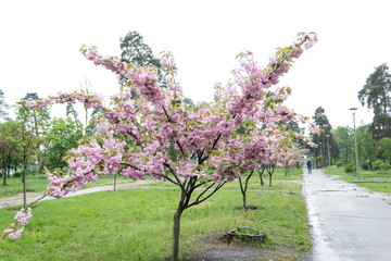 Blooming sakura tree, springtime.