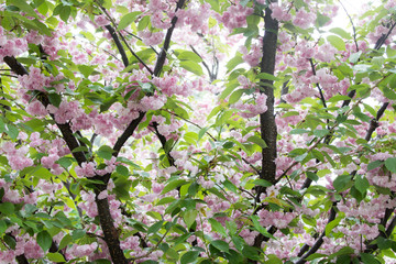 Springtime, sakura bloom.