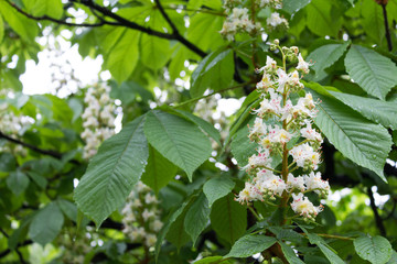 Chestnuts bloomed white flowers. The chestnut blossoms