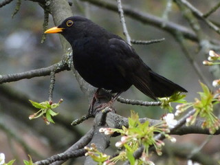 Birds Blackbird