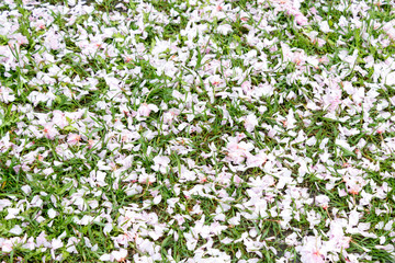 Obraz na płótnie Canvas Sakura flower petals, spring concept