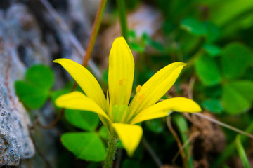 Fototapeta na wymiar Golden Daisy flower (Euryops Pectinatus) detail from nature.