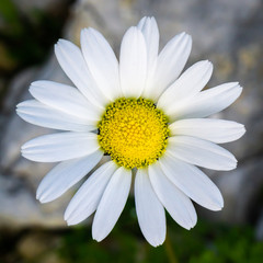Close up daisy (chamomile) view. Amazing texture detail from nature. Natural background.