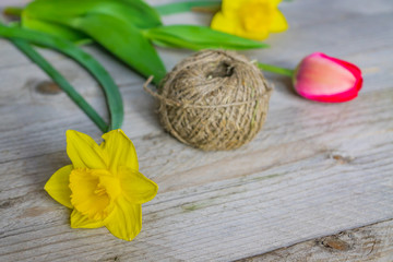 Clsoe up of yellow narcissus and pink tulip on wooden table. Spring colorful bouquet.