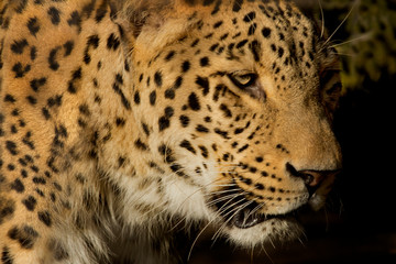 Fototapeta na wymiar Persian leopard (Panthera pardus ciscaucasica, Panthera pardus saxicolor).
