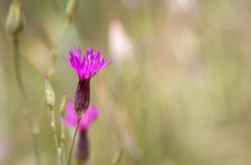 Dianthus wild spring flower from Jordan
