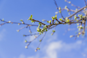 Spring apple tree branches against blue sky. First leaves.