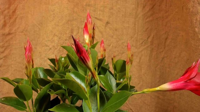 blooming red dipladenia , timelapse footage. Close up, macro.