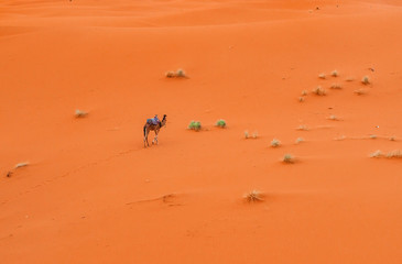 Camels are on the sand dunes at dawn in the Sahara desert.