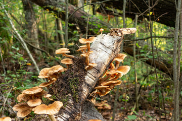 Edible mushrooms honey agaric armillaria mellea on a fallen tree trunk in the autumn forest early in the morning - image