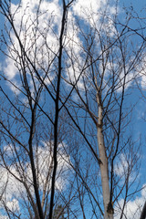 Birch against a blue sky in early Spring