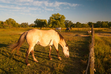 Beautiful natural scene of a horse pasturing in the field at sunset with glowing golden light on a summer day, with green grass and a line of trees on the background with copy space