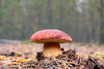 Edible boletus edulis mushroom, known as penny bun or king bolete growing in a pine forest - image