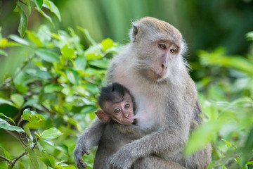 Naklejka na ściany i meble Mother of long tail makake feeding her baby