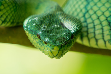 close up of dangerous pit viper in the borne rain forest