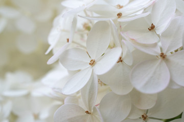 Fototapeta na wymiar White hydrangea / hortensia. Close-up on a flower showing coloured sepals around the four petals.