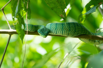 close up of dangerous pit viper in the borne rain forest