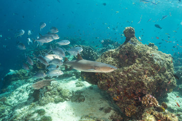 Naklejka na ściany i meble Reef shark in a reef in sipadan