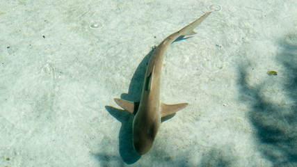 Young shark swimming slowly during a bright sunny day in the Bahamas.