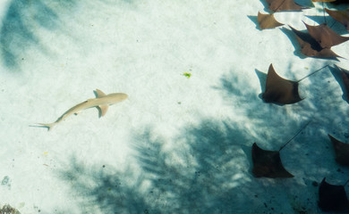 Bright sunny day for many sting rays and a young shark swimming together in the warm water of the...