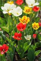 Flowerbed with colorful tulips in spring.