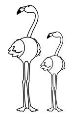 exotic flemish couple birds with heads up