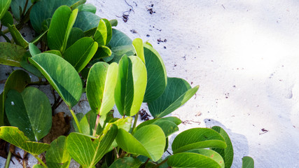 Small green leaves on the beach in the bright sunlight from Nassau, The Bahamas.