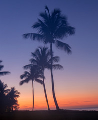 Fototapeta premium Foggy end of a sunset with a gradient sky and many palm tree shapes from the Bahamas. 