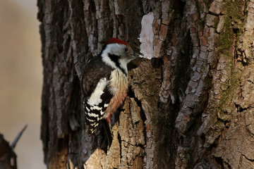 woodpecker on tree