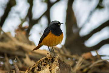 A male black redstart in a beautiful light sitting on a perch at keoladeo national park, bharatpur, rajasthan, india