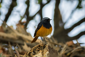 A male black redstart in a beautiful light sitting on a perch at keoladeo national park, bharatpur, rajasthan, india