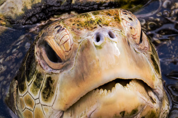 Close-up photo of the face of a beautiful sea turtle in the warm tropical water of the Bahamas.