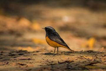 A male black redstart in a beautiful light sitting on a perch at keoladeo national park, bharatpur, rajasthan, india