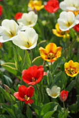 Flowerbed with colorful tulips in spring.