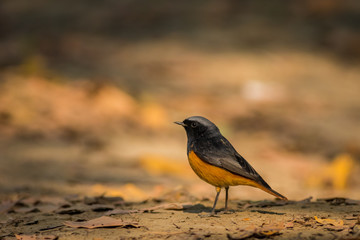 A male black redstart in a beautiful light sitting on a perch at keoladeo national park, bharatpur, rajasthan, india