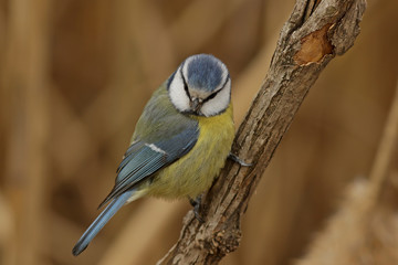 blue tit on a branch