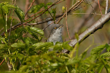 bird on a branch