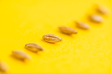 barley grain close-up on  yellow; background